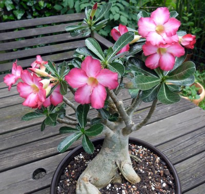 Adenium_10.6.2011.jpg