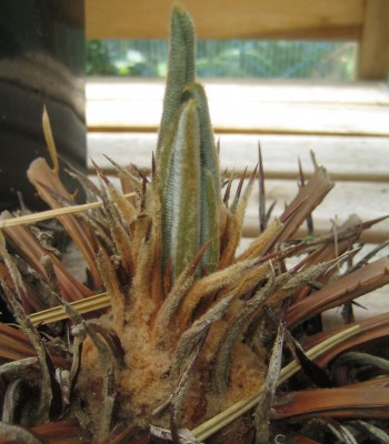Garten 078.jpg