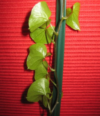 Sukkulenten 063.jpg