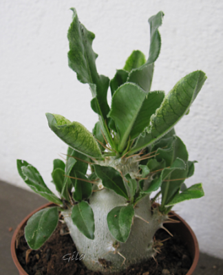 gila_pachipodium01.png