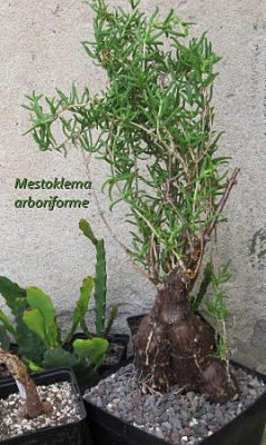 gila_mestoklemaarboriforme01.png