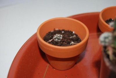 Echinopsies 005(k).JPG
