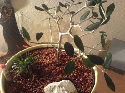 baum.jpg