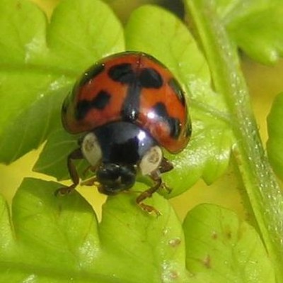Tiere 032.jpg