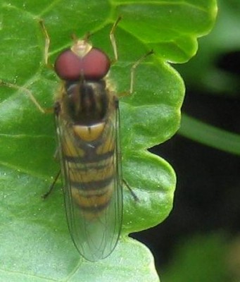 Tiere 017.jpg