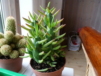 P1000564.JPG