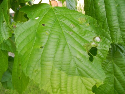 DSCN0226.JPG