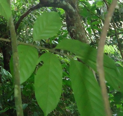 202. Baum, Arbolito de 9 metros, Finca Julio, 2012,05.18., DSC04937.JPG