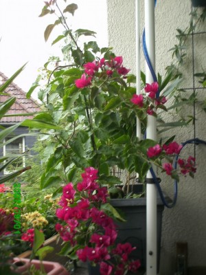 Palmen und Zimmerpflanzen 039.jpg