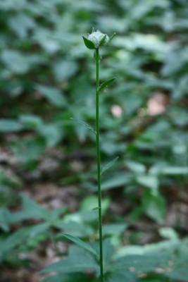 XMG_006_7654_1.jpg