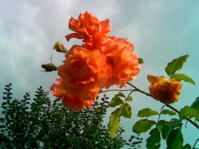 rose1.jpg