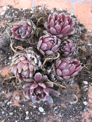 11 Sempervivum 'Prosecco'.jpg