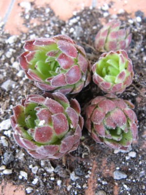 09 Sempervivum 'Middle Hybrid'.jpg