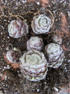 08 Sempervivum 'Quarkstück'.jpg