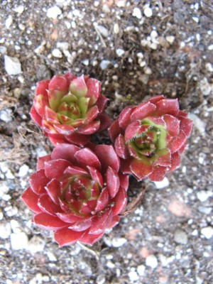 07 Sempervivum 'Caro'.jpg