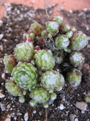 06 Sempervivum 'Engela'.jpg