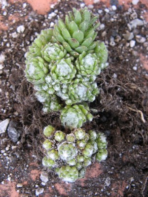 05 Sempervivum 'Baby Boo'.jpg