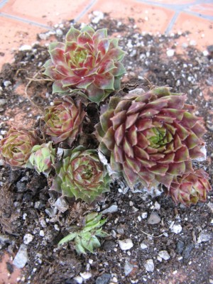 04 Sempervivum 'Dragoness'.jpg