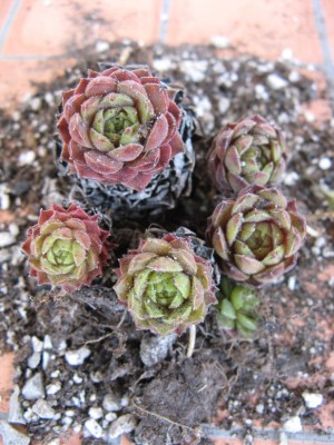 01 Sempervivum 'Kaerts Ferdinand'.jpg