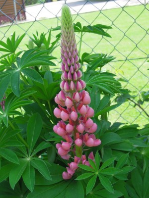 Offene Gartenpforte 2012 015.JPG