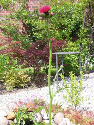 Offene Gartenpforte 2012 014.JPG