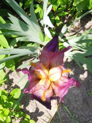 Offene Gartenpforte 2012 017.JPG