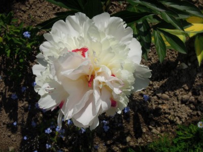 Offene Gartenpforte 2012 016.JPG