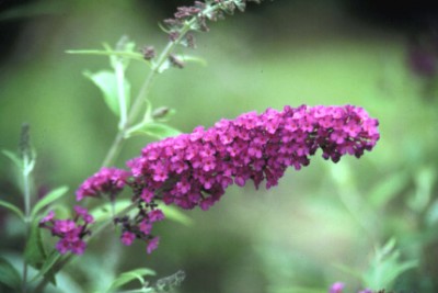 buddleia-royalred.jpg