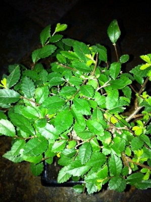 Foto 1.JPG