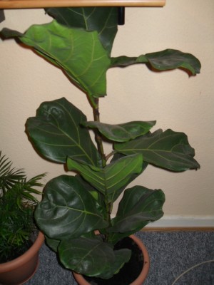 SDC10528.JPG