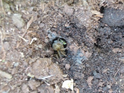 spinne 010.JPG