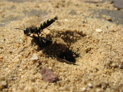 mörderisch.jpg
