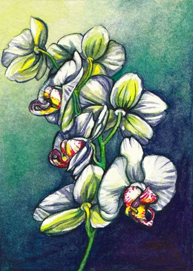 Phalaenopsis kl.jpg