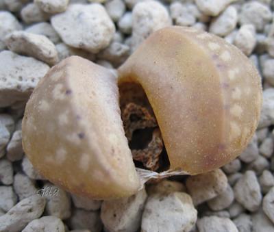 gila_lithops02.png