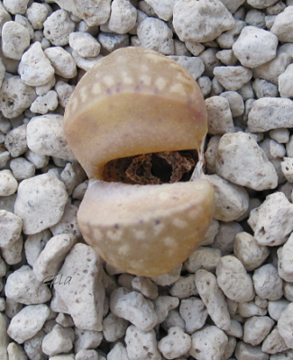 gila_lithops01.png