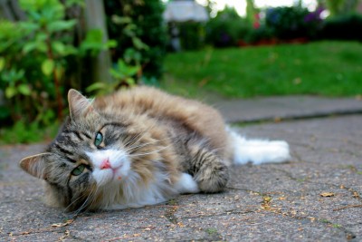 schmekatze.jpg
