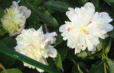 Blüten 102.jpg