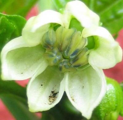Blüten 079.jpg