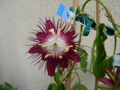 Passiflora lady margaret.jpg