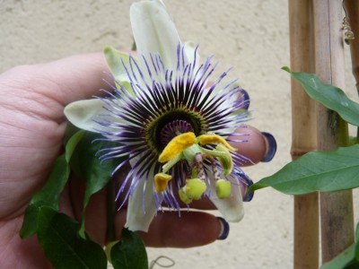 passiflora ely.jpg