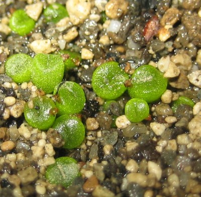 lebende Steine Lithops 023.jpg