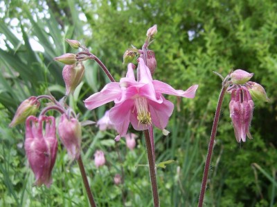 PIC_0081 (640x480).jpg