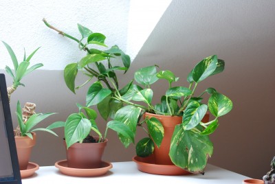 Natur und Pflanzen Fotografie 155.jpg