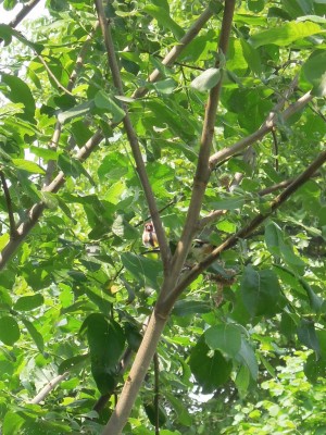 vögel 002.JPG