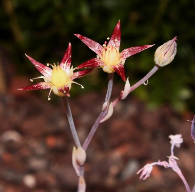 Graptopetalum macdougallii (3a).jpg