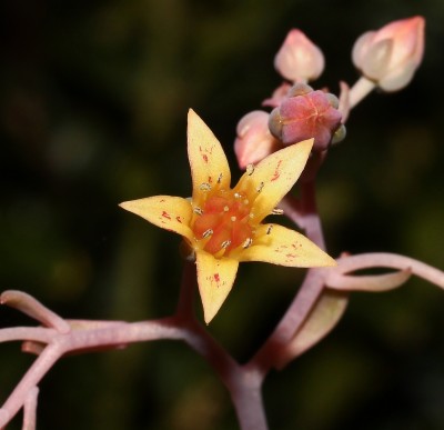 Graptoveria ´Pik-Ruz´ (2).jpg