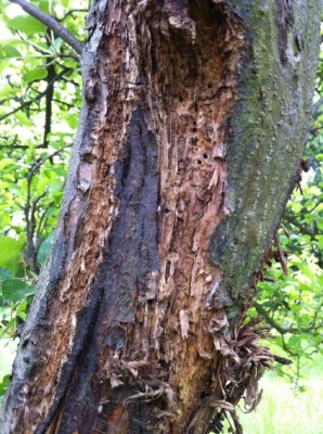 Apfelbaum1.jpg