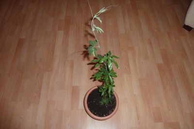 Aldi Passi.JPG