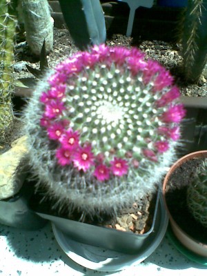 Bild005.jpg