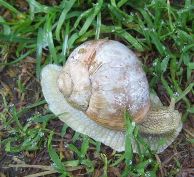 große Schnecke.jpg